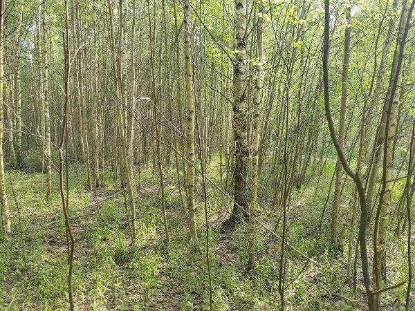 Аренда участка 15,16 сот. под ИЖС — обл. Нижегородская