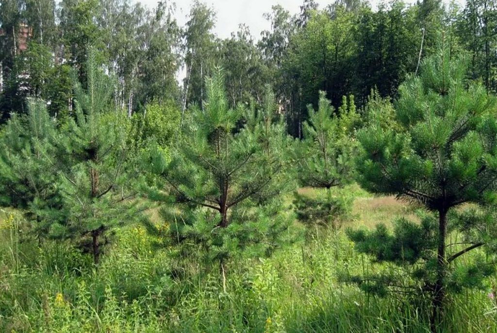 Аренда участка 10,26 сот. под ЛПХ — обл. Нижегородская