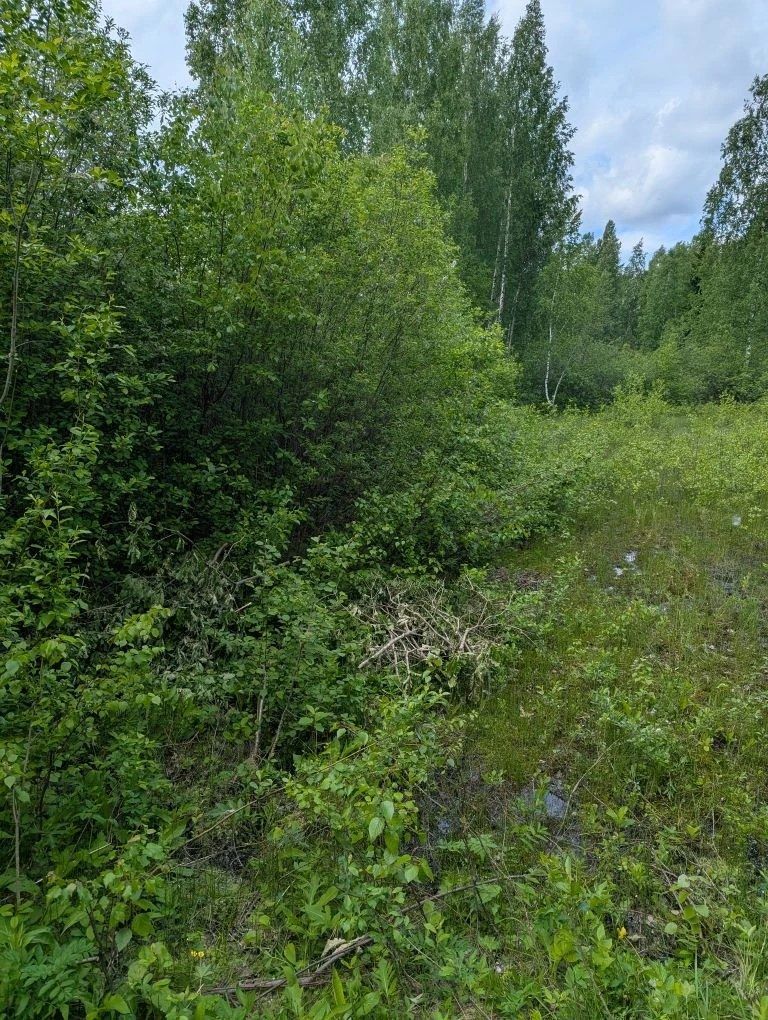 Аренда участка 17,41 сот. под садоводство