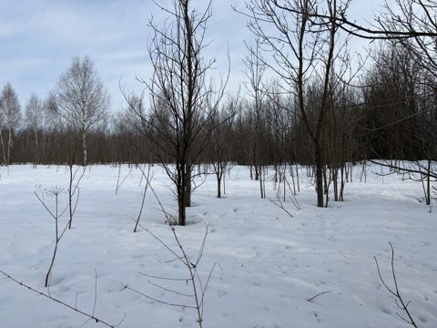 Аренда участка 24,99 сот. под ИЖС — Московская область, лот 1