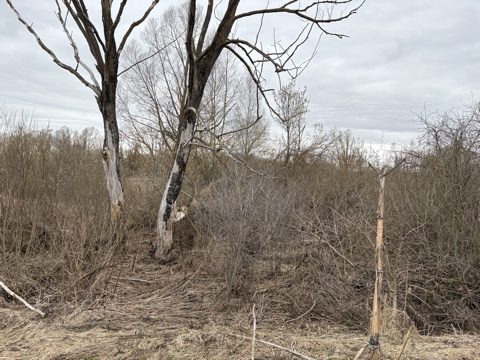 Аренда участка 20 сот. под ИЖС — Московская область (0060202:636)