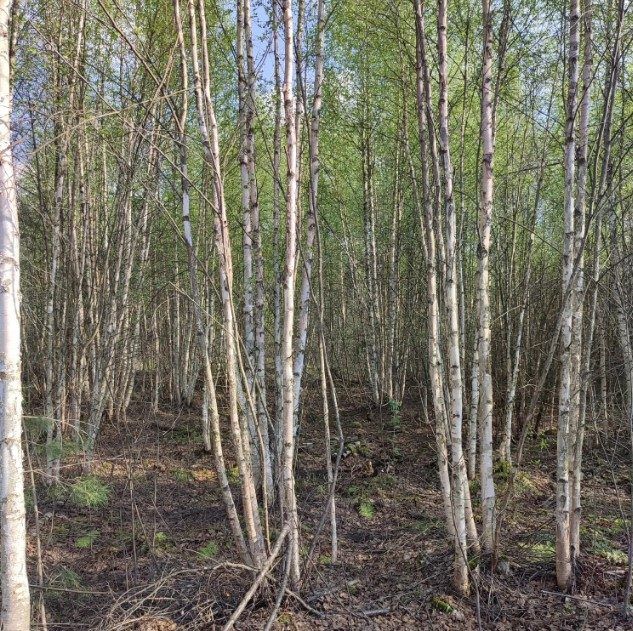Продажа участка 10 сот. под ИЖС — Московская область (0030809:156)