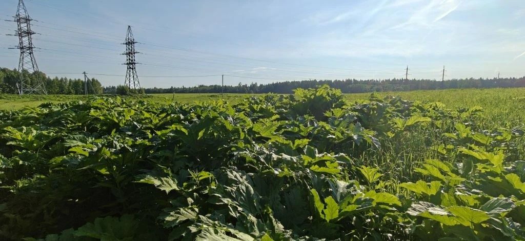 Продажа участка 17,14 сот. под ЛПХ — Московская область