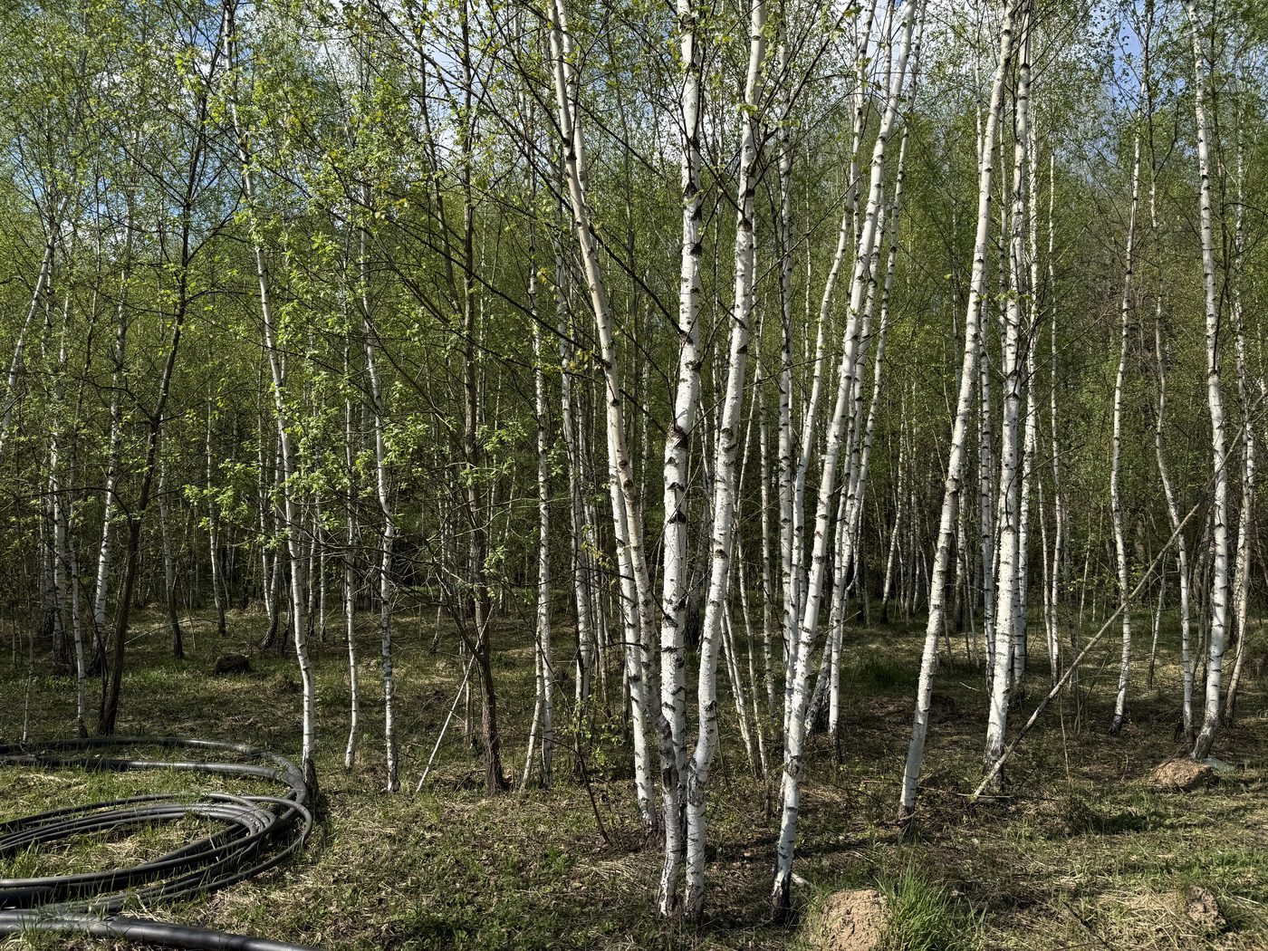 Аренда участка 13,14 сот. под ИЖС — Московская область