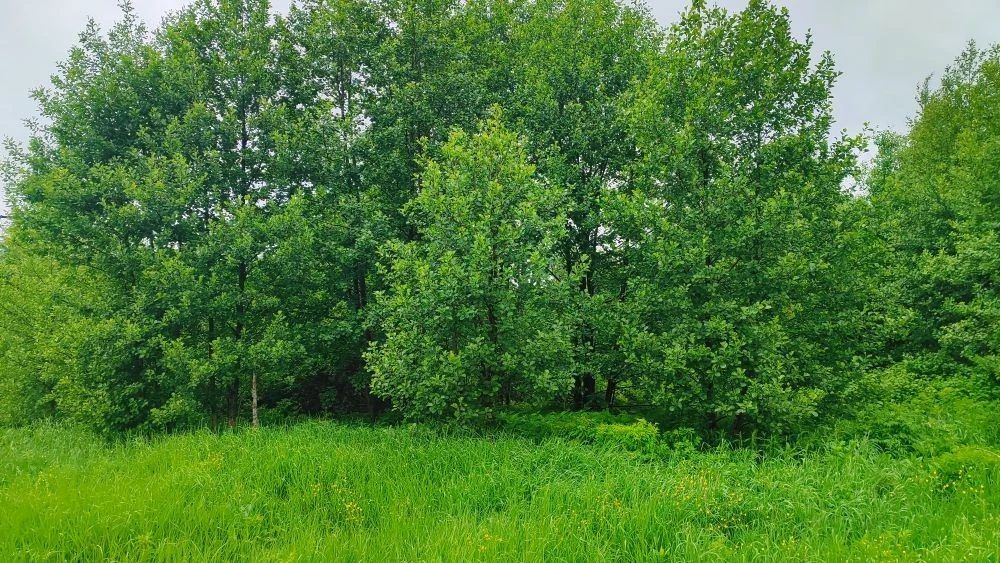 Продажа участка 9,06 сот. под садоводство