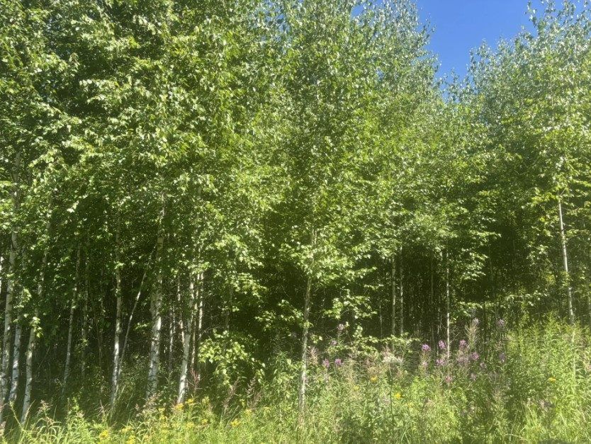 Аренда участка 11,97 сот. под ИЖС — Московская область
