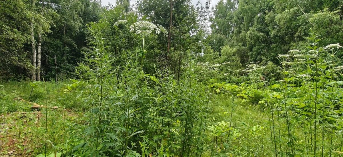 Аренда участка 14,06 сот. под ИЖС — Московская область, лот 1