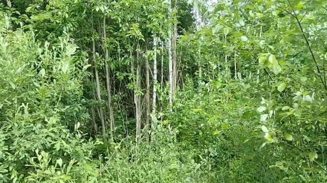 Аренда участка 19,97 сот. под садоводство