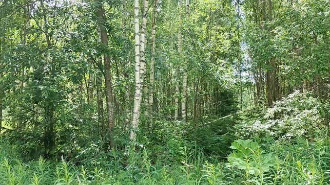 Аренда участка 16,03 сот. под садоводство