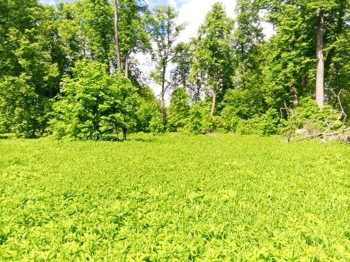 Продажа участка 11,25 сот. под ИЖС — Московская область