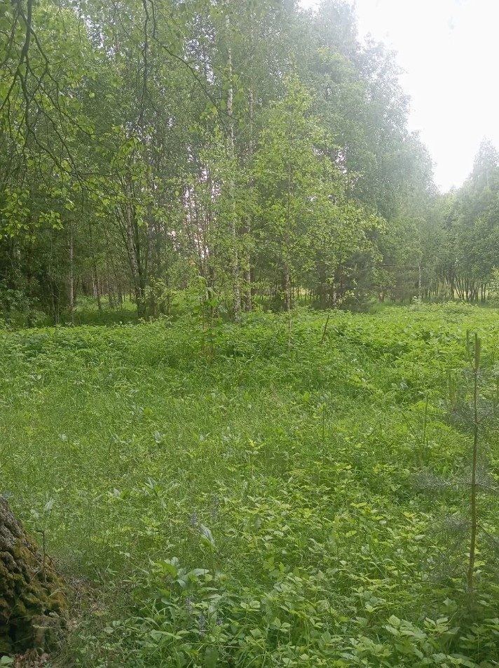 Продажа участка 6 сот. под садоводство (0040418:1631)