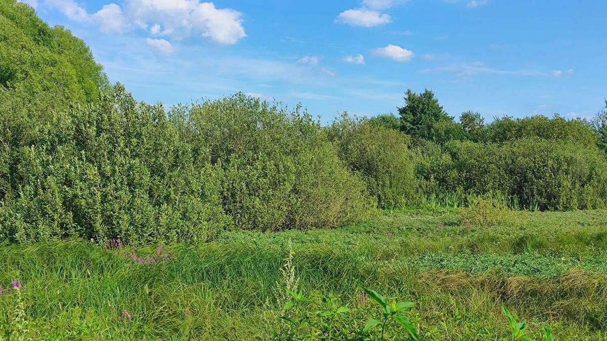 Аренда участка 13,03 сот. под ЛПХ — Московская область