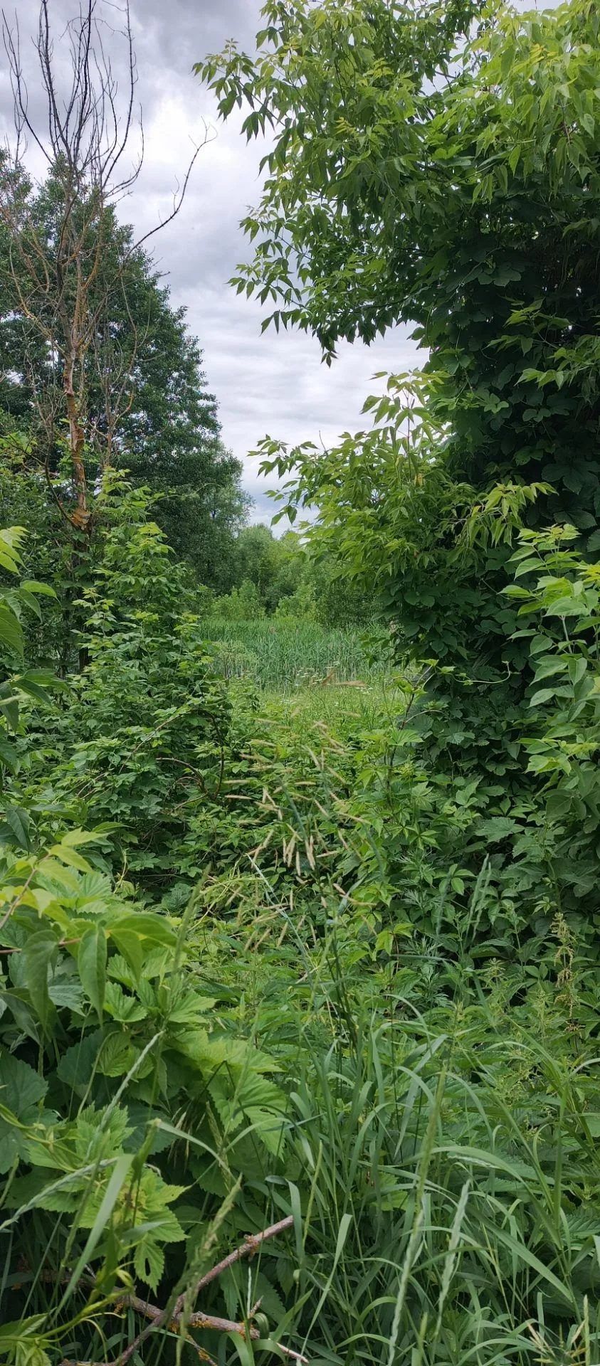 Участок 8,1 сот. под ЛПХ — Воронежская область