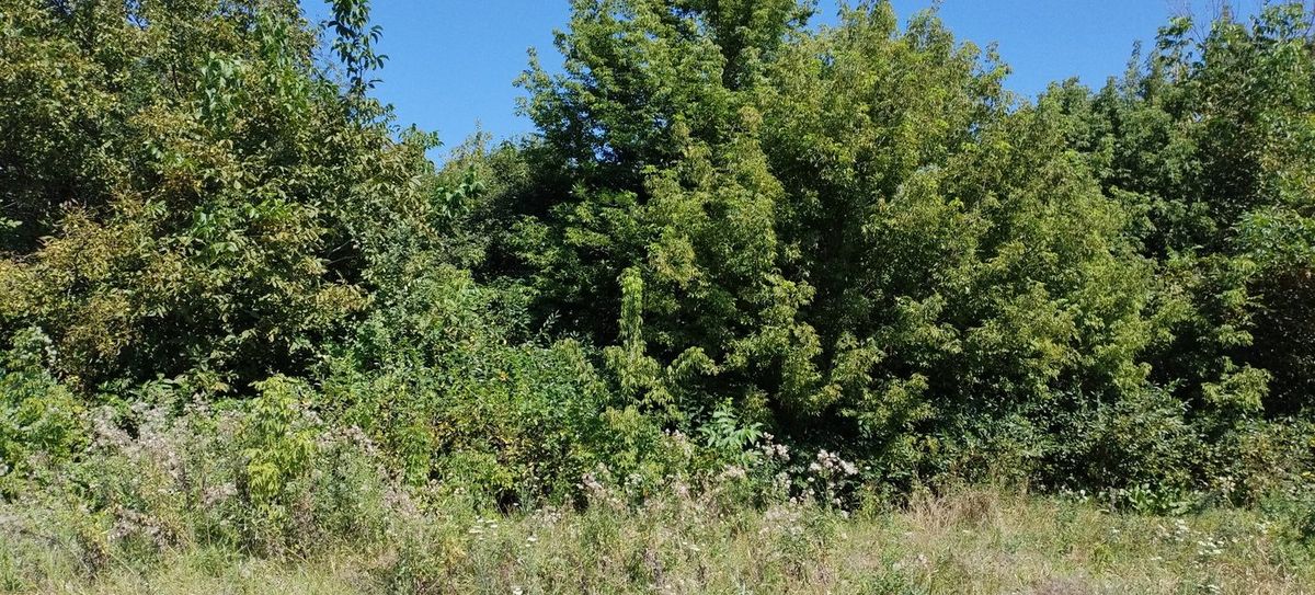 Аренда участка 7,22 сот. под ЛПХ — Краснодарский край