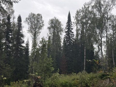 Аренда участка 11,2 га под лесопользование