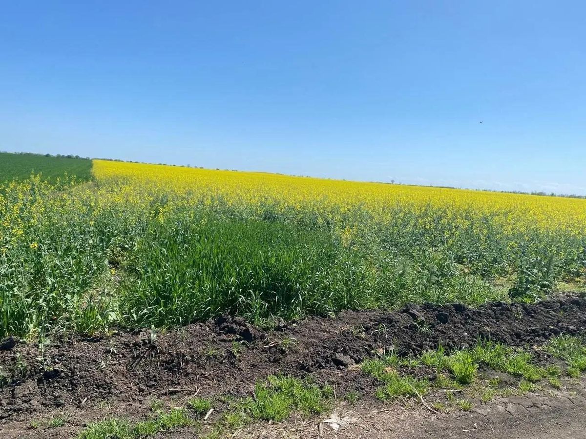 Участок 5,58 га под сельхоз — Краснодарский край