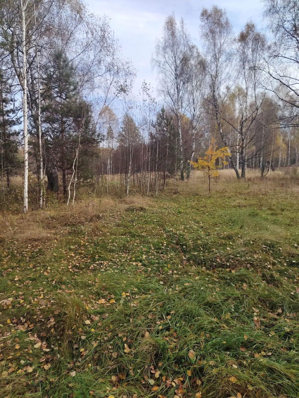 Аренда участка 3,5 га под сельхоз — Рязанская область
