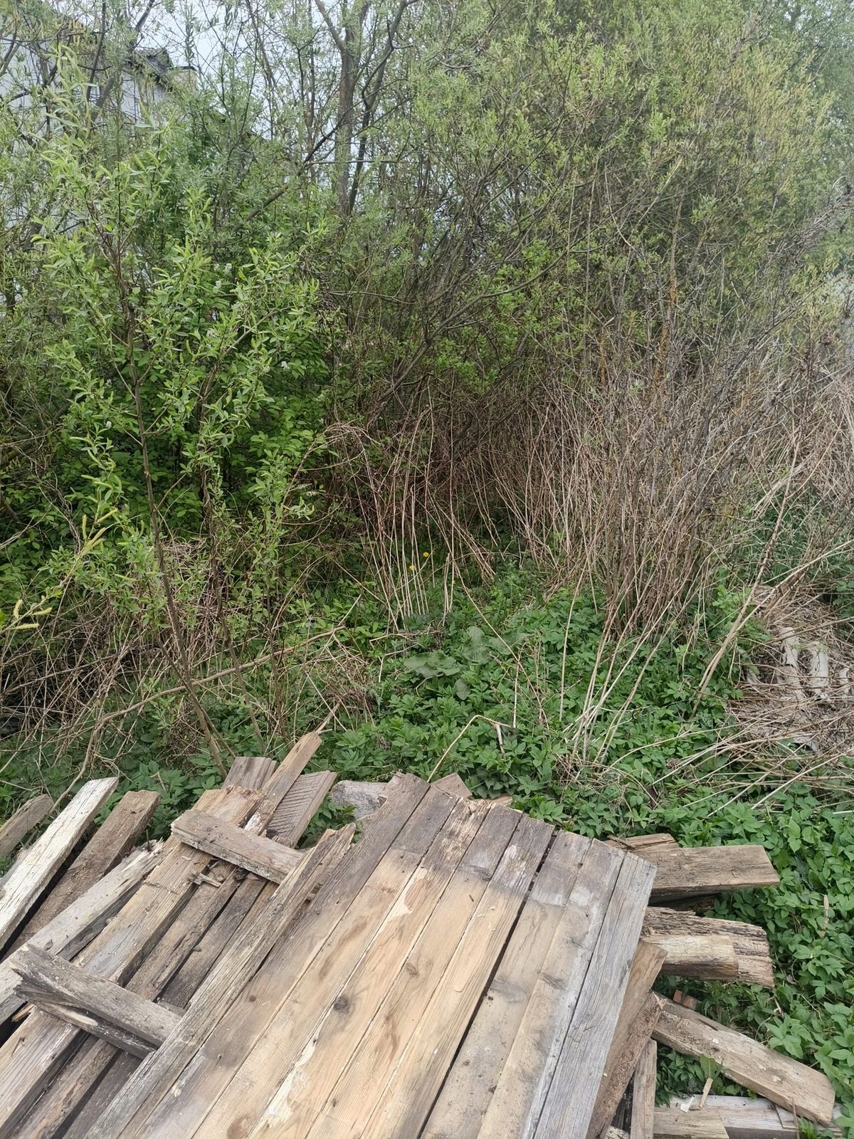 Аренда участка 5,08 сот. под ЛПХ — Псковская область