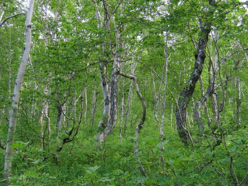 Аренда участка 35 сот. под туризм — Камчатский край