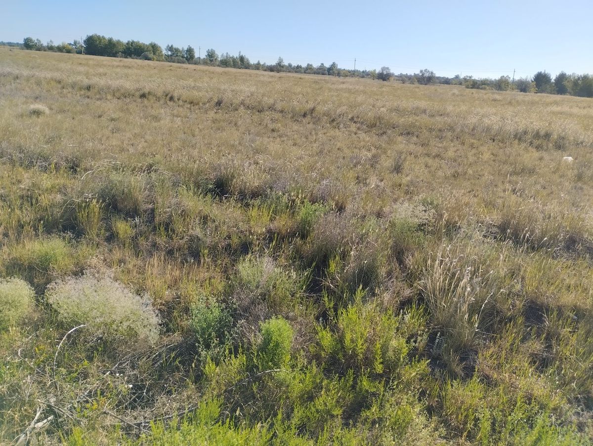 Аренда участка 266,47 га под сельхоз — Алтайский край